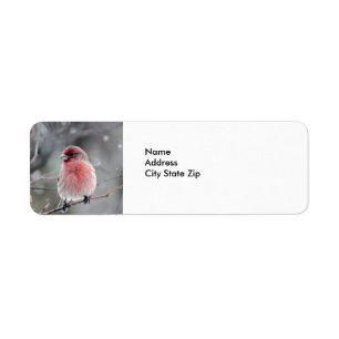 House Finch