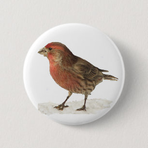 House Finch 6 Cm Round Badge