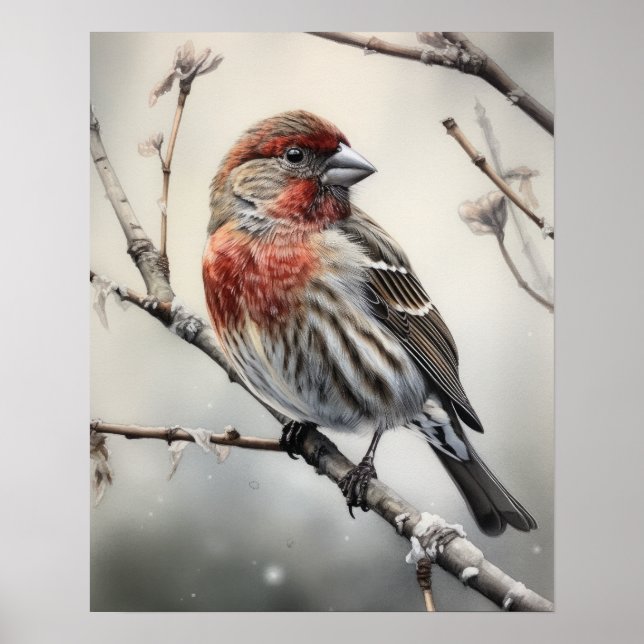 House Finch Bird Art Print Poster (Front)