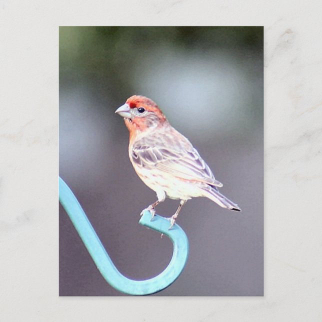 House Finch Bird Photo Postcard (Front)