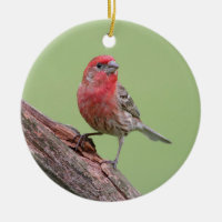 House Finch