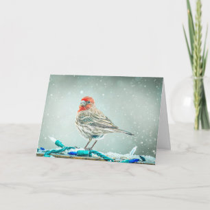 House Finch Christmas Card