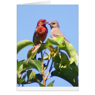 House Finch Couple