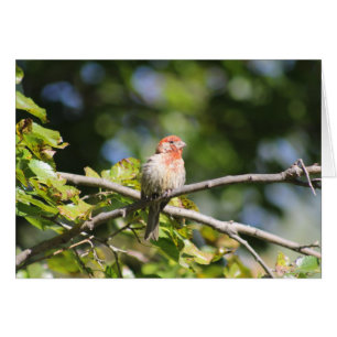 House Finch greeting card
