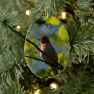 House Finch Holiday Gift Ceramic Tree Decoration