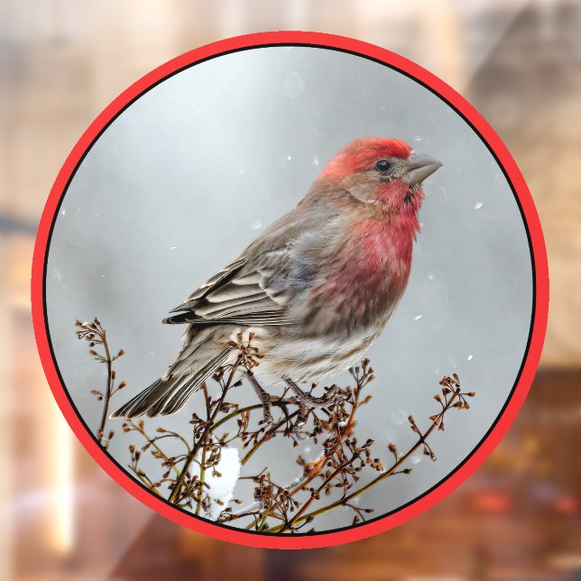 House Finch in Snow - Original Photograph (Sheet 2)