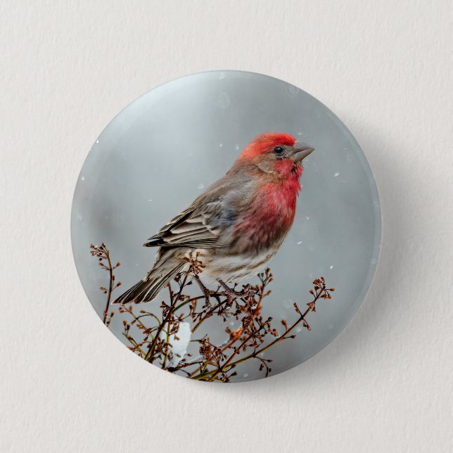 House Finch in Snow - Original Photograph 6 Cm Round Badge (Front)