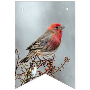 House Finch in Snow - Original Photograph Bunting