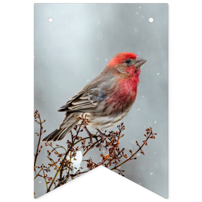 House Finch in Snow - Original Photograph Bunting (First Flag)