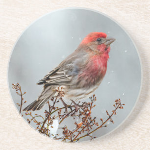 House Finch in Snow - Original Photograph Coaster