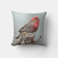House Finch in Snow - Original Photograph