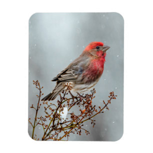 House Finch in Snow - Original Photograph Magnet