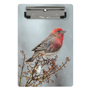House Finch in Snow - Original Photograph Mini Clipboard