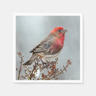 House Finch in Snow - Original Photograph Napkin