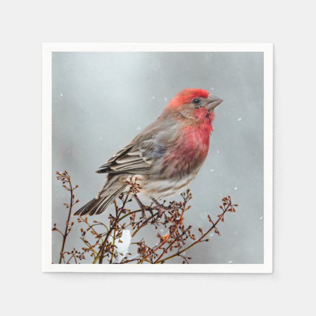 House Finch in Snow - Original Photograph Napkin (Front)