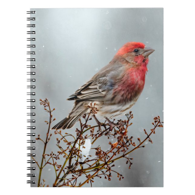 House Finch in Snow - Original Photograph Notebook (Front)