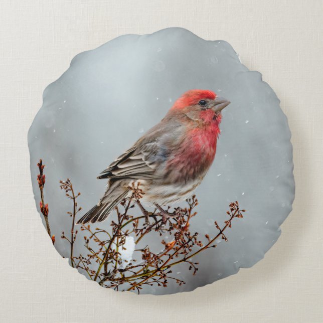House Finch in Snow - Original Photograph Round Cushion (Back)