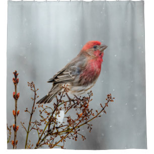 House Finch in Snow - Original Photograph Shower Curtain