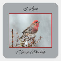 House Finch in Snow - Original Photograph