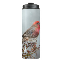 House Finch in Snow - Original Photograph