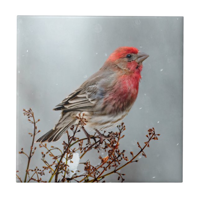 House Finch in Snow - Original Photograph Tile (Front)