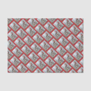 House Finch in Snow - Original Photograph Tissue Paper
