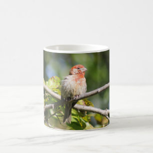 House finch mug