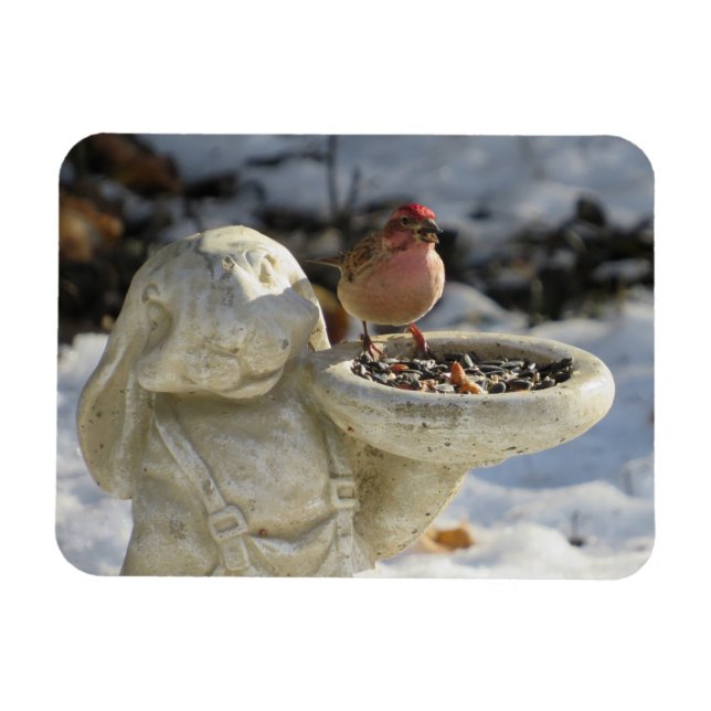 House Finch on Rabbit Bird Feeder Magnet (Horizontal)