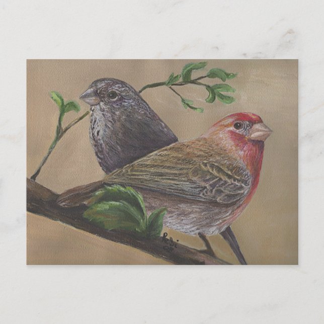 House Finch Pair Postcard (Front)