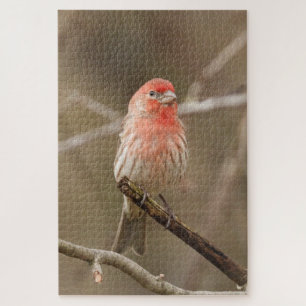 House finch perched on branch jigsaw puzzle