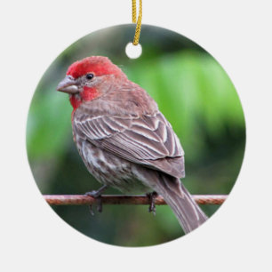 House finch photo ceramic tree decoration