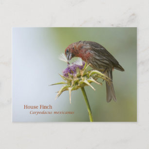 House Finch Postcard