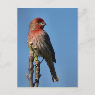 House Finch Postcard