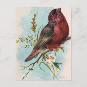 house finch postcard