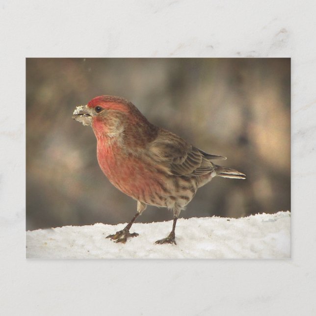 House Finch Postcard (Front)