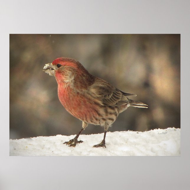 House Finch Poster (Front)