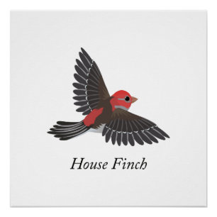 House Finch Poster