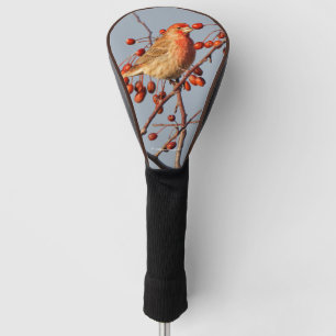 House Finch with Hawthorn Berries Golf Head Cover