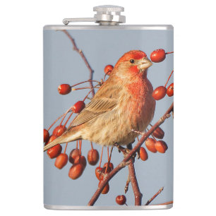 House Finch with Hawthorn Berries Hip Flask