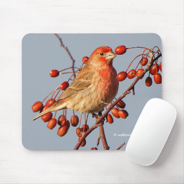House Finch with Hawthorn Berries Mouse Pad (With Mouse)