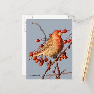 House Finch with Hawthorn Berries Postcard