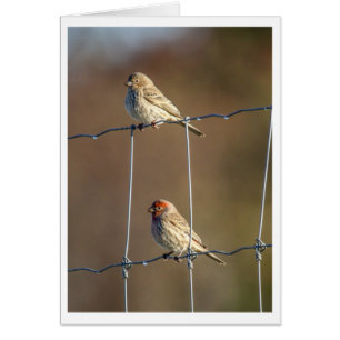 House Finches