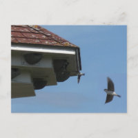 House Martins at Nest Box DIY Postcard