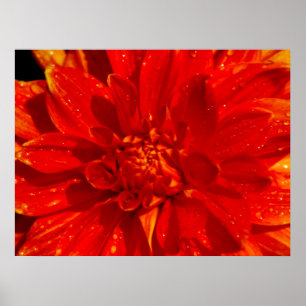 House of Orange dahlia Poster