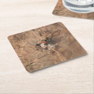 House Sparrow Birds Rustic Woodland Nature Photo Square Paper Coaster