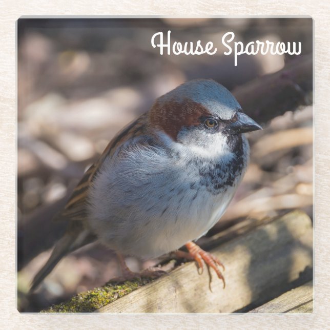 House Sparrow Glass Coaster (Front)