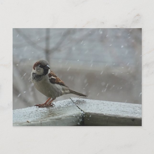 House Sparrow Horizontal Postcard (Front)