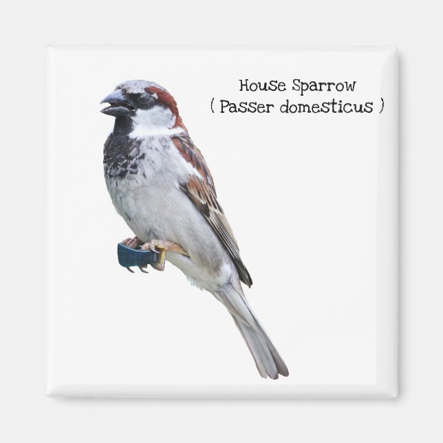 House Sparrow Magnet (Front)