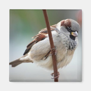 house-sparrow-male magnet