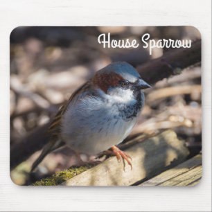 House Sparrow Mouse Pad